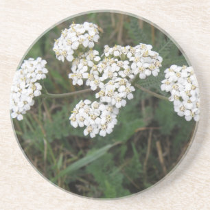Untersetzer für weiße Wildblumen