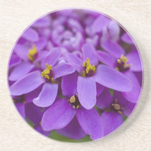 Untersetzer lila Wildblume