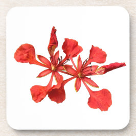 Untersetzer Royal Poinciana Blume