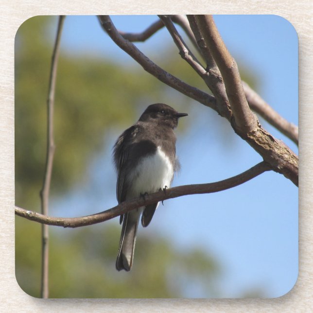 Untersetzer Set - Flügelfänger (Vorderseite)