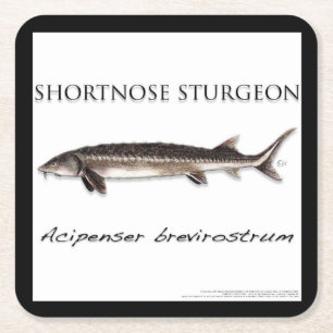 Untersetzer - STÖR FISCH KURZSCHNÄUZIG - acigifts@