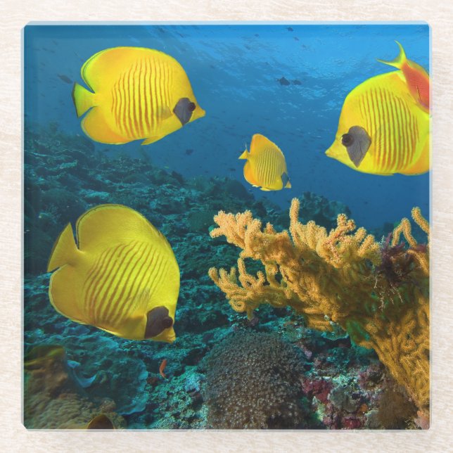 Untersetzer-Tropischer Fisch Glasuntersetzer (Vorderseite)