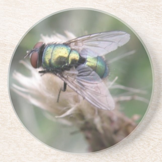 Untersetzer von Green Bottle Fly (Vorne)