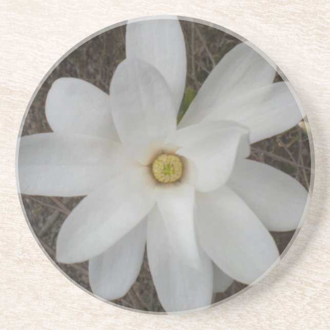 Untersetzer von White Magnolia Blossom (Vorne)