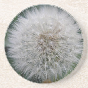 Untersetzer zur Blume von Dandelion