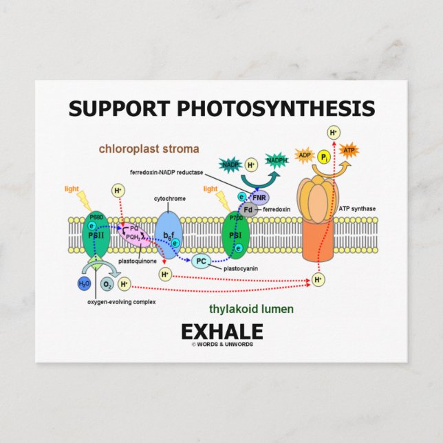 Unterstützung der Fotosynthese-Exhale (Biochemie-S Postkarte (Vorderseite)