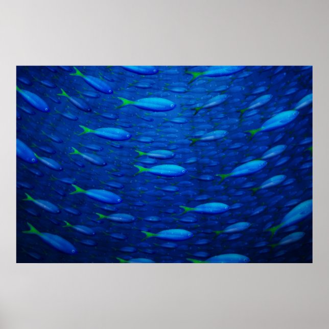 Unterwasser 4 poster (Vorne)