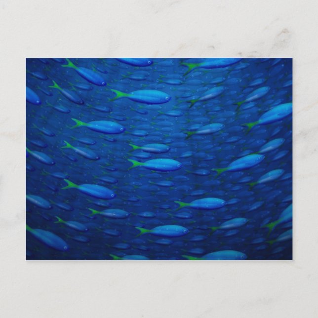 Unterwasser 4 postkarte (Vorderseite)