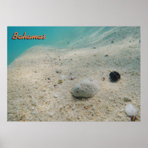 Unterwasser-Bahamas Poster
