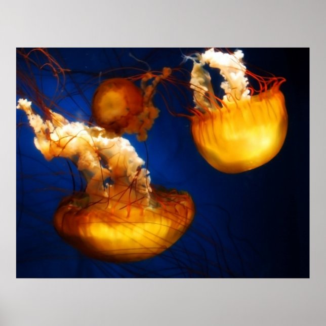 Unterwasser-Ballett-Poster Poster (Vorne)