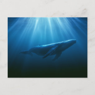 Unterwasser Buckelwal Postkarte