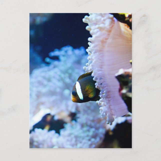 Unterwasser-Hintergrund Postkarte (Vorderseite)