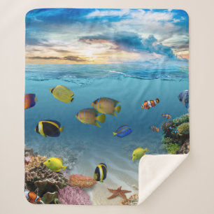 Unterwasser-Korallenriff tropische Fische Sherpadecke