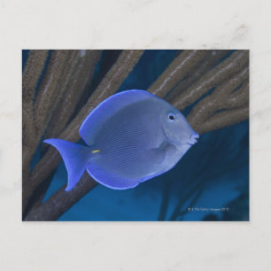 Unterwasser-Leben: Acanthurus coeruleus mit Meer Postkarte