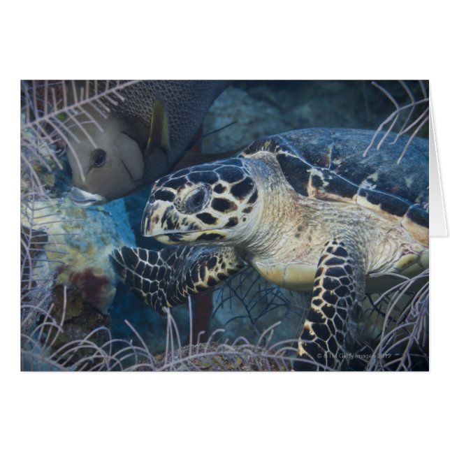 Unterwasser-Leben: Eine Hawksbill Sea Turtle (Vorderseite (Horizontal))