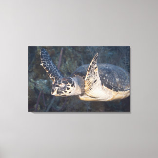Unterwasser-Leben: Eine Hawksbill Sea Turtle Leinwanddruck