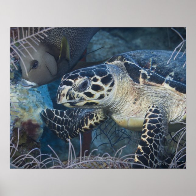 Unterwasser-Leben: Eine Hawksbill Sea Turtle Poster (Vorne)
