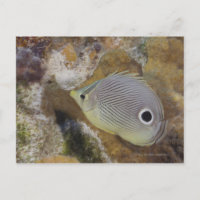 Unterwasser-Leben, FISH: Ein Foureye Butterflyfish