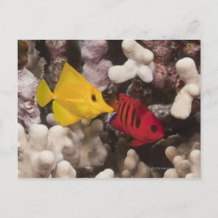 Unterwasser-Leben; FISH: Ein gelber Knall (Zebraso Postkarte