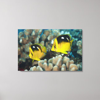 Unterwasser-Leben; FISH: Ein Paar Fourspot Leinwanddruck