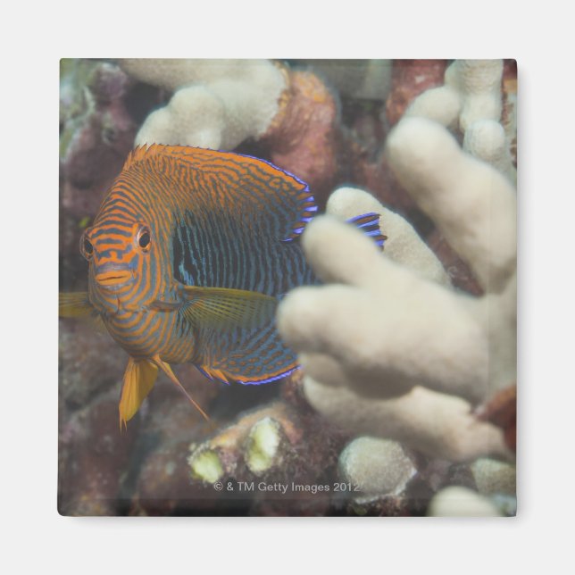 Unterwasser-Leben; FISH: Ein Portrait eines Potter Magnet (Vorne)