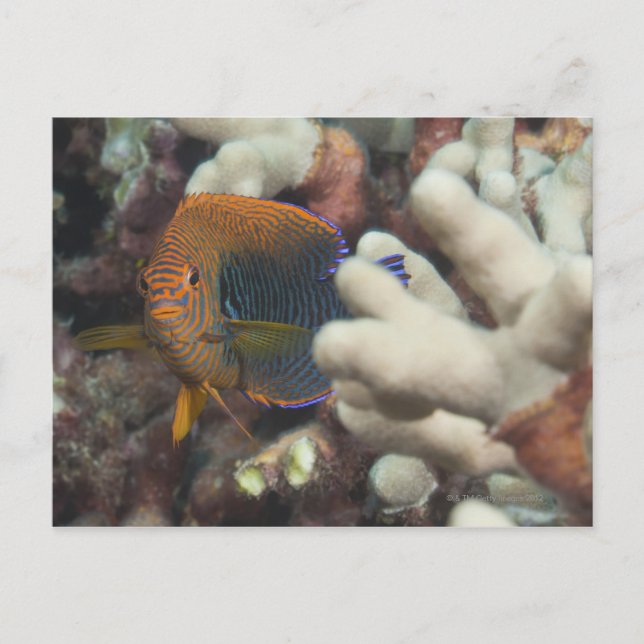 Unterwasser-Leben; FISH: Ein Portrait eines Potter Postkarte (Vorderseite)