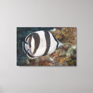 Unterwasser-Leben; FISH: Ein verbündeter Butterfly Leinwanddruck