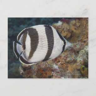 Unterwasser-Leben; FISH: Ein verbündeter Butterfly Postkarte
