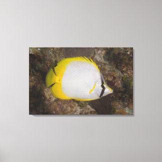 Unterwasser-Leben, FISH: farbenfrohe Spotfin Leinwanddruck