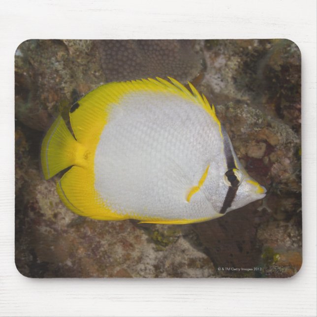 Unterwasser-Leben, FISH: farbenfrohe Spotfin Mousepad (Vorne)