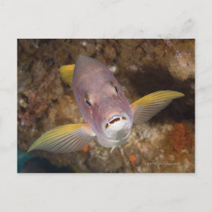 Unterwasser-Leben; FISH: Nahes Porträt eines Postkarte