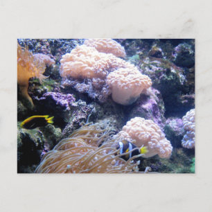 Unterwasser-Ozean-Korallenriff-Fischfotografie Postkarte