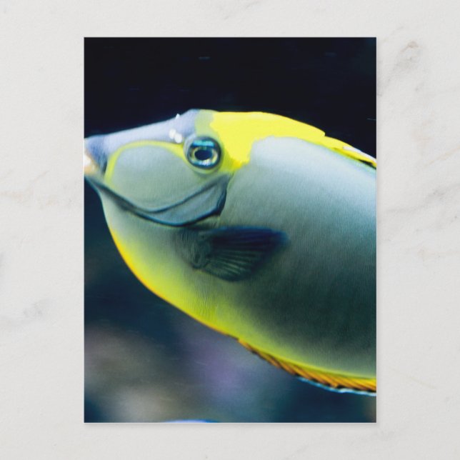 Unterwasser Postkarte (Vorderseite)