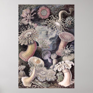Unterwasser-Seeanemonen von Ernst Haeckel Poster