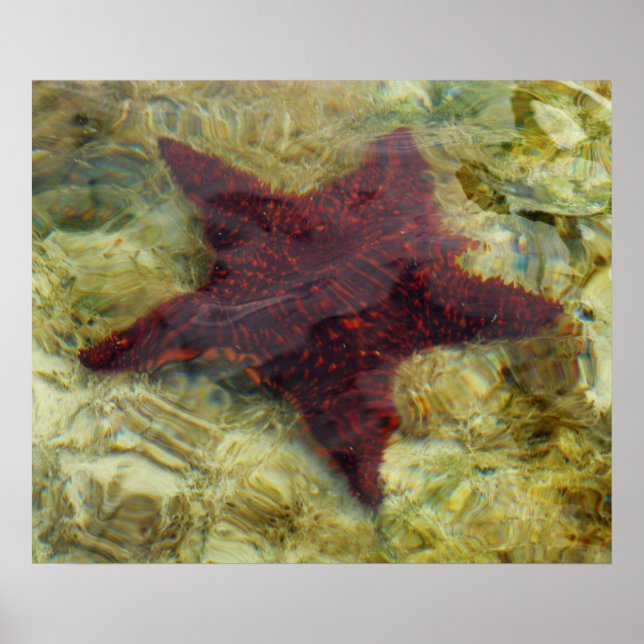 Unterwasser-Starfish auf den Bahamas Poster (Vorne)
