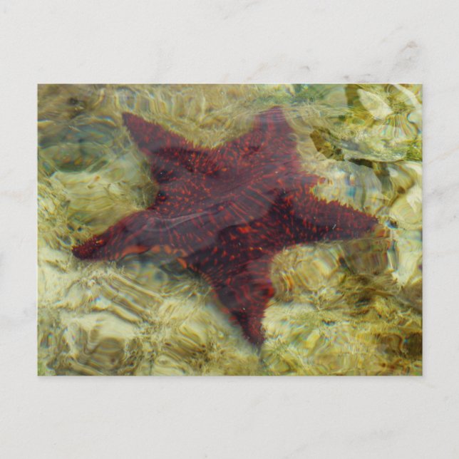 Unterwasser-Starfish auf den Bahamas Postkarte (Vorderseite)