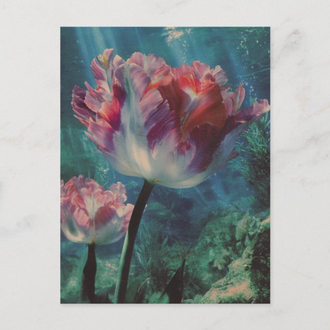 Unterwasser-Tulpe Postkarte (Vorderseite)