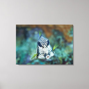 Unterwasseransicht des glatten Trunkfish Leinwanddruck
