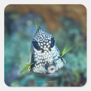 Unterwasseransicht von Smooth Trunkfish (Lactophry Quadratischer Aufkleber