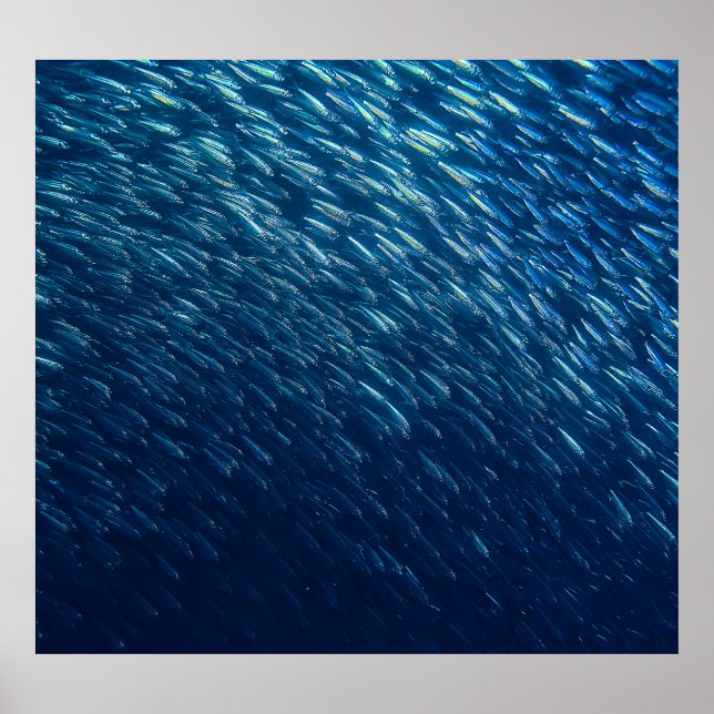 Unterwasserfischschule Abstrakt Poster (Vorne)