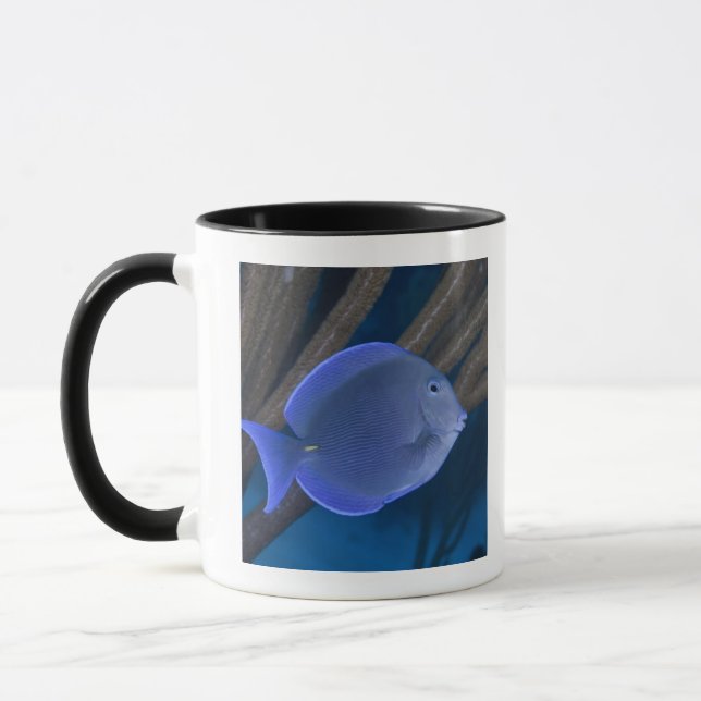 Unterwasserleben: Acanthuruscoeruleus mit Meer Tasse (Links)