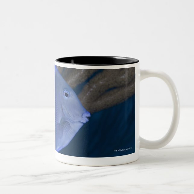 Unterwasserleben: Acanthuruscoeruleus mit Meer Zweifarbige Tasse (Rechts)