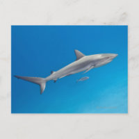 Unterwasserleben: Carcharhinus perezi schwimmen in