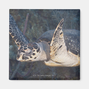 Unterwasserleben: Eine Hawksbill Meeresschildkröt Magnet