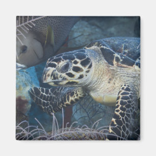 Unterwasserleben: Eine Hawksbill Meeresschildkröt Magnet