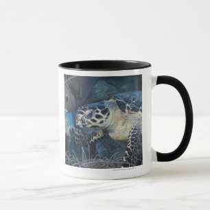 Unterwasserleben: Eine Hawksbill Meeresschildkröt Tasse