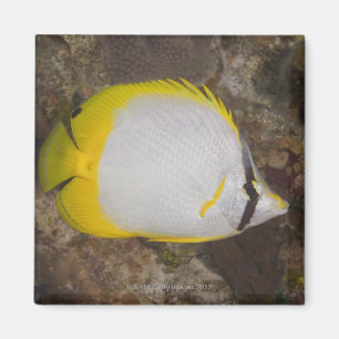 Unterwasserleben, FISCH: Buntes Spotfin Magnet