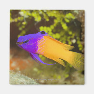 Unterwasserleben, FISCH:  ein bunter feenhafter Magnet