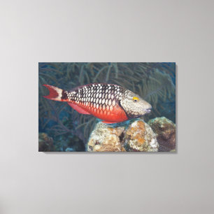 Unterwasserleben, FISCH: ein bunter Stoplight Leinwanddruck