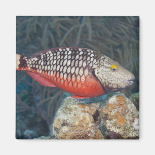 Unterwasserleben, FISCH: ein bunter Stoplight Magnet